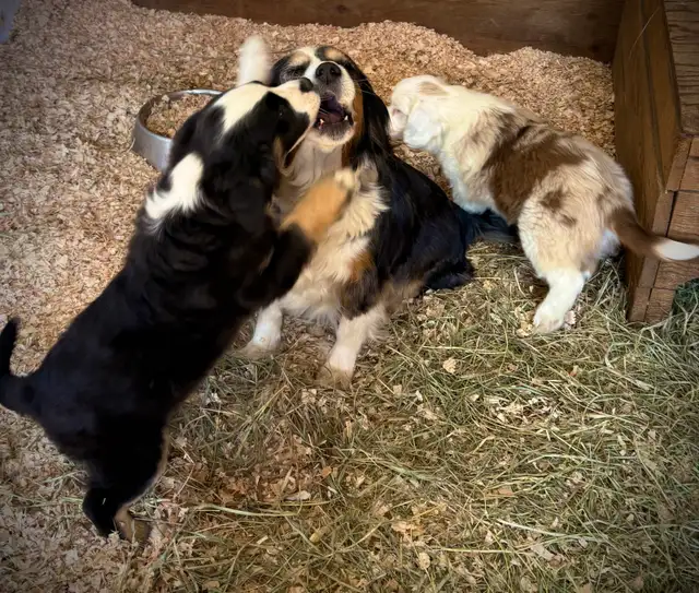 Mini Aussie x Cavalier - Photo 8