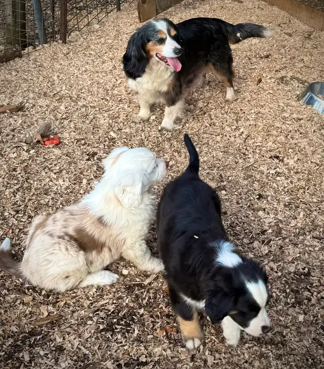 Mini Aussie x Cavalier - Photo 9
