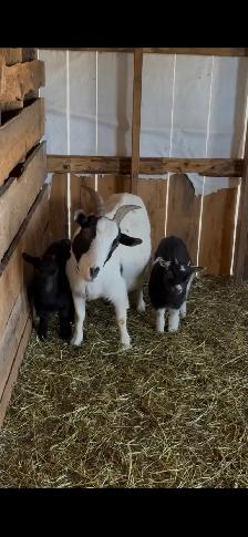 Nigerian Darwf doelings (goat)