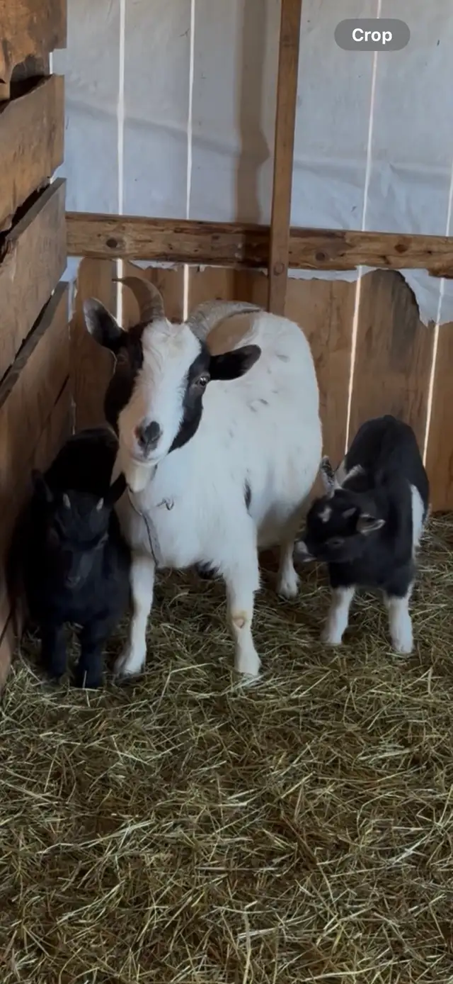 Nigerian Darwf doelings (goat) - Photo 2