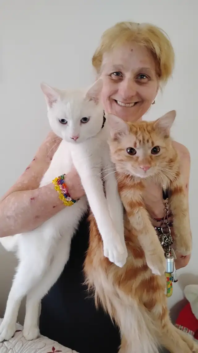 Deux chaton male de 8 mois a vendre