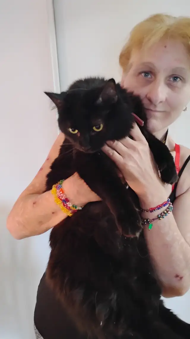 Chatte de trois ans a vendre