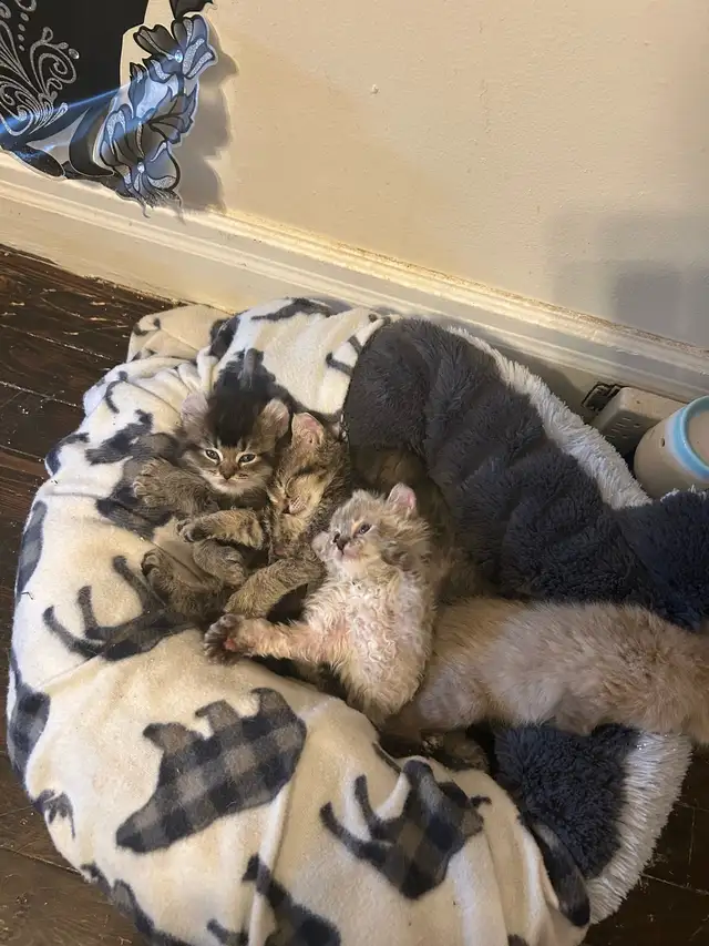 chaton highland lynx