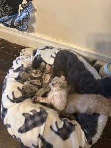 chaton highland lynx