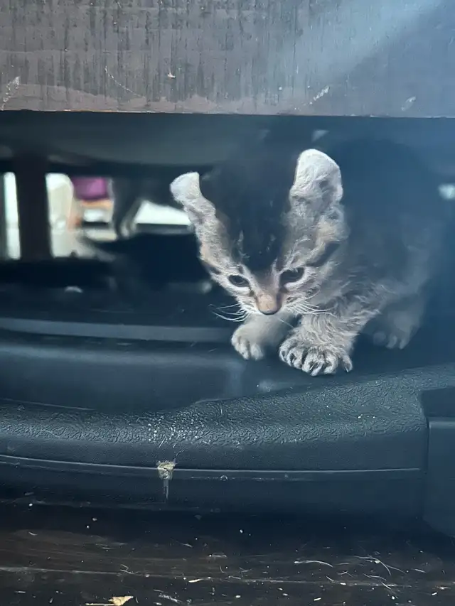 chaton highland lynx - Photo 2