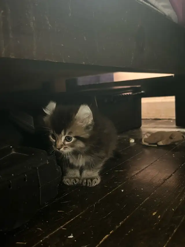 chaton highland lynx - Photo 3