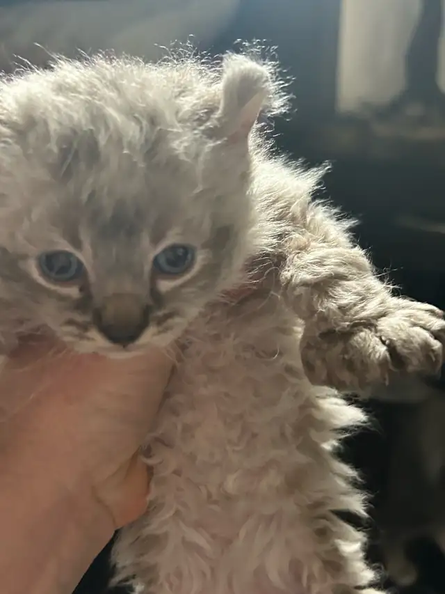 chaton highland lynx - Photo 4