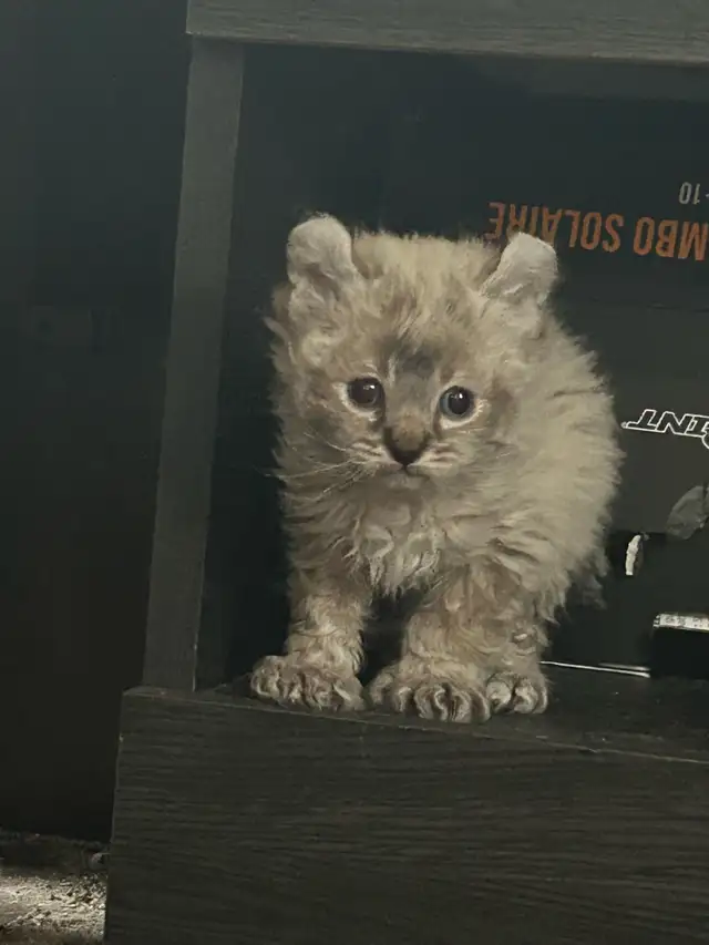 chaton highland lynx - Photo 5