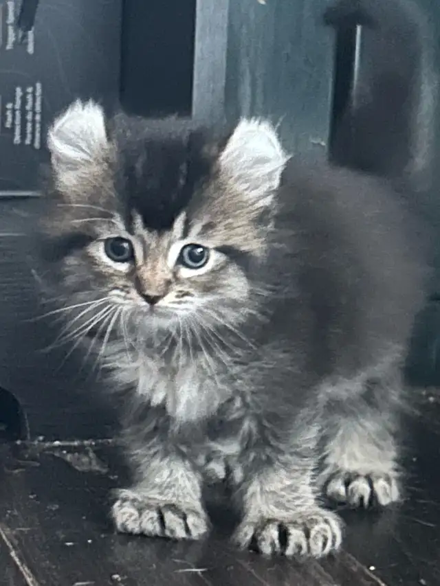 chaton highland lynx - Photo 6