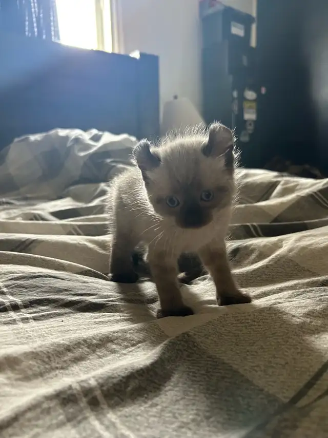 chaton highland lynx - Photo 7