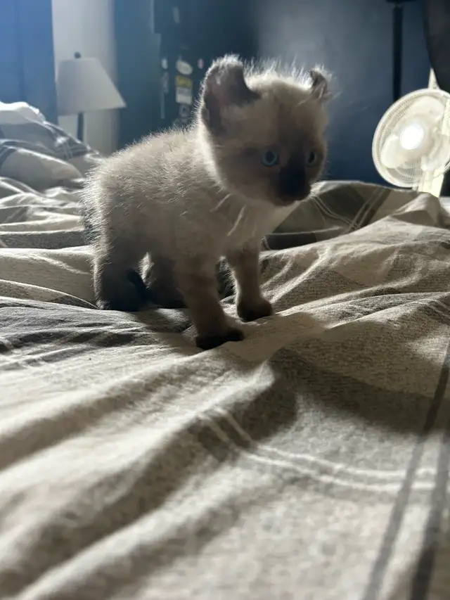 chaton highland lynx - Photo 8