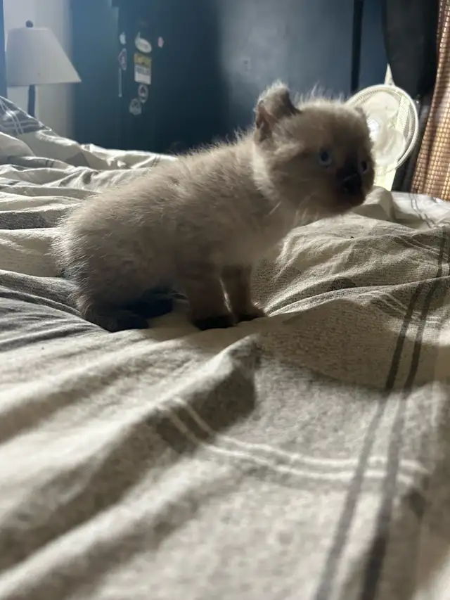 chaton highland lynx - Photo 9