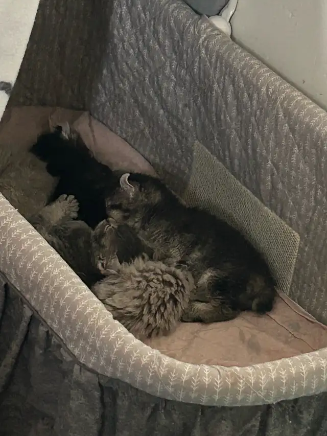 chaton highland lynx - Photo 10