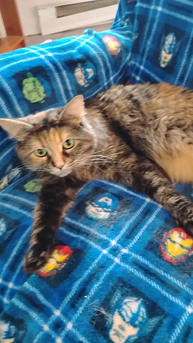 Chatte de 4 ans de race a vendre