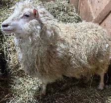 Sheep for sale.  Shetland ewe for sale.