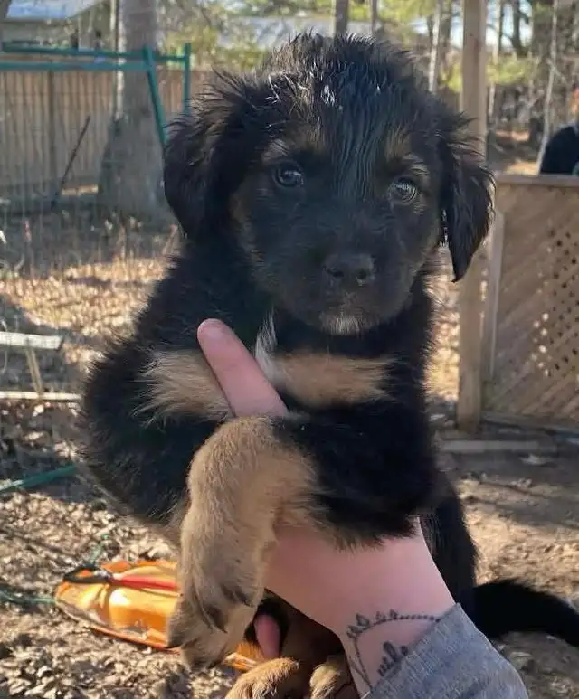 beautiful puppies looking forever home