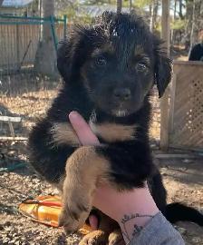 beautiful puppies looking forever home