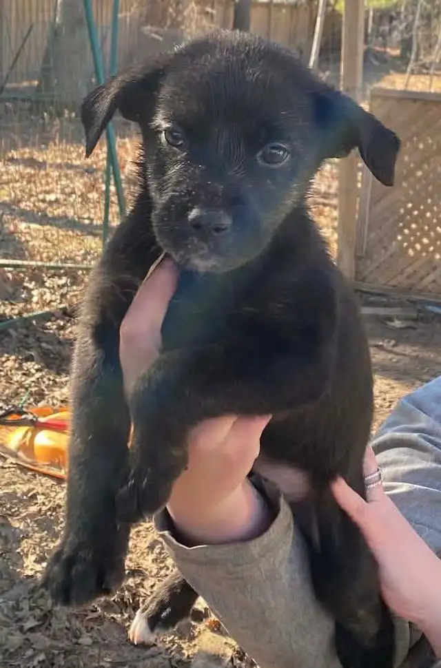 beautiful puppies looking forever home - Photo 2