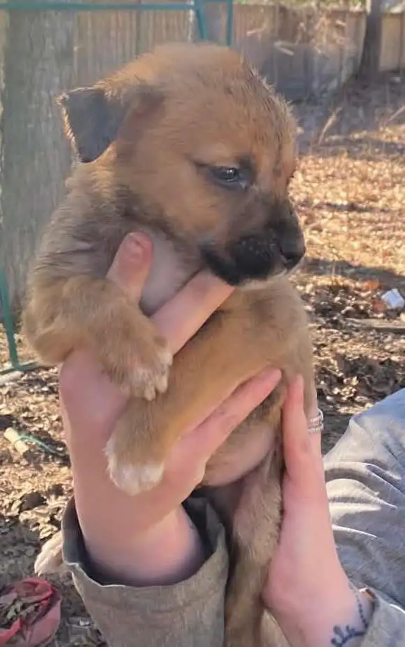 beautiful puppies looking forever home - Photo 3