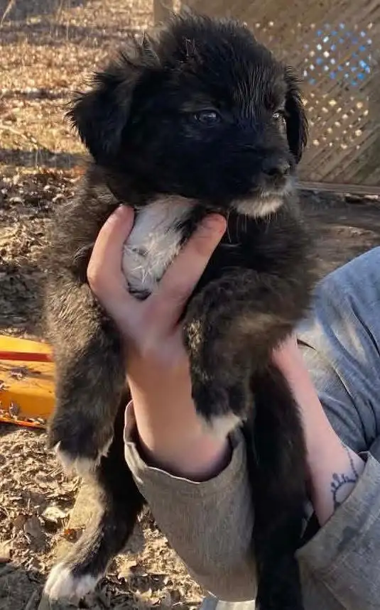 beautiful puppies looking forever home - Photo 4