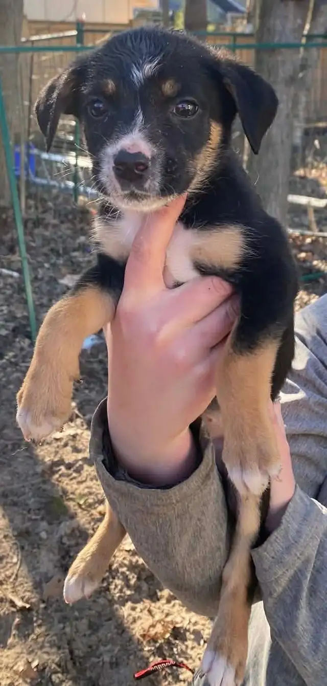 beautiful puppies looking forever home - Photo 5