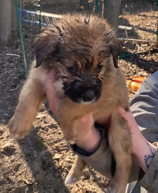 beautiful puppies looking forever home - Photo 6