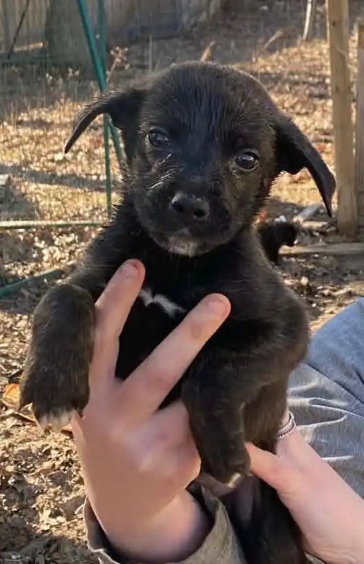 beautiful puppies looking forever home - Photo 7
