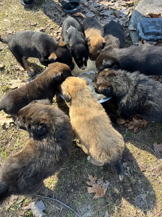 beautiful puppies looking forever home - Photo 8