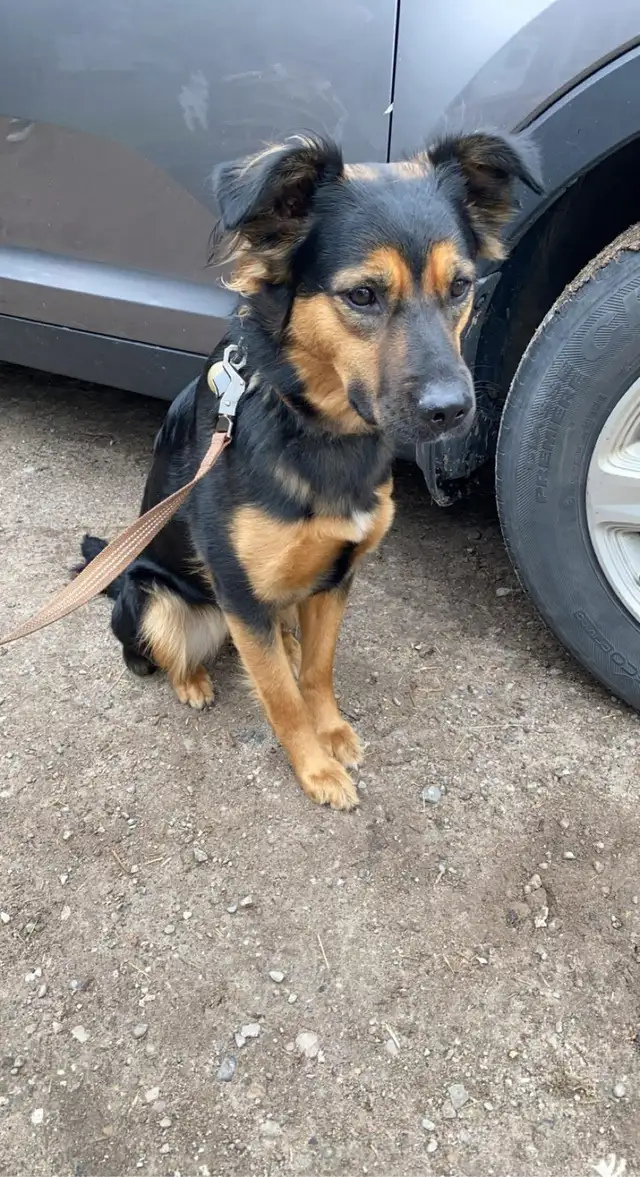 beautiful puppies looking forever home - Photo 9