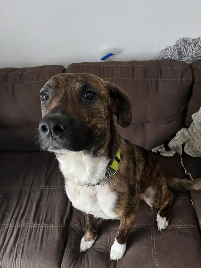 beautiful puppies looking forever home - Photo 10