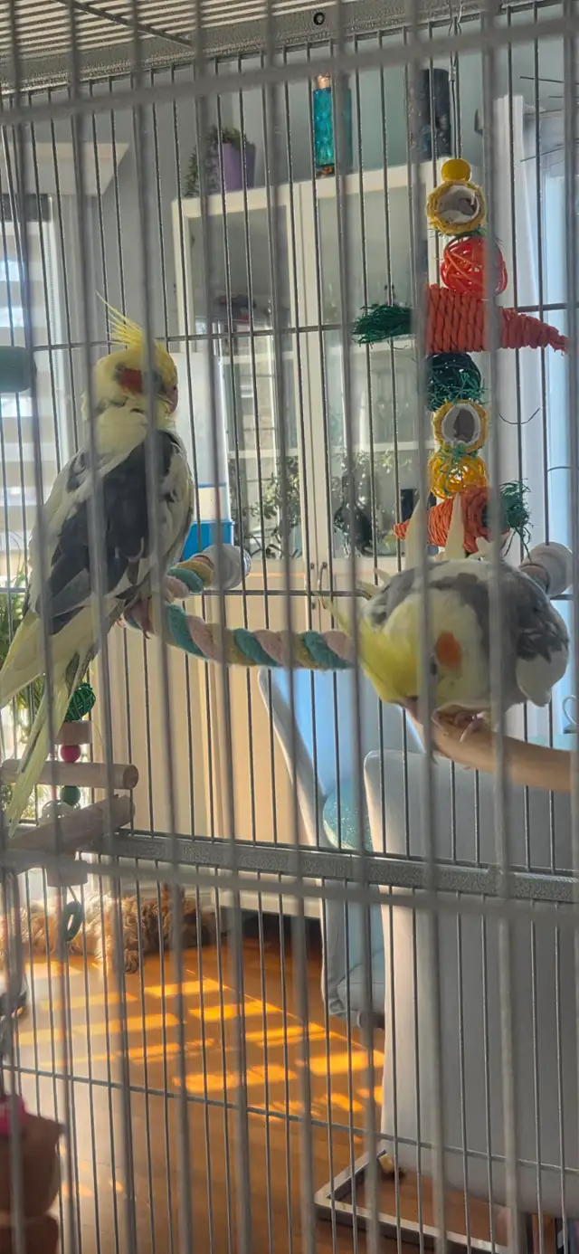 2 cockatiels avec cage - Photo 3