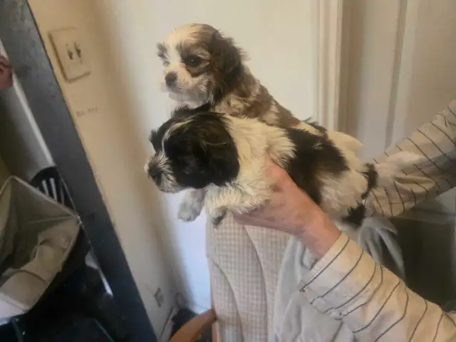 shih-poo puppies