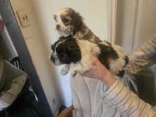 shih-poo puppies