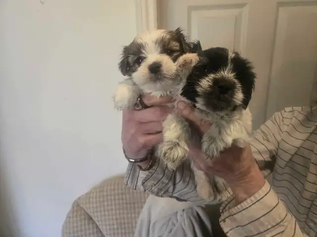 shih-poo puppies - Photo 2