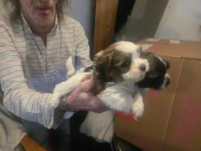 shih-poo puppies - Photo 3