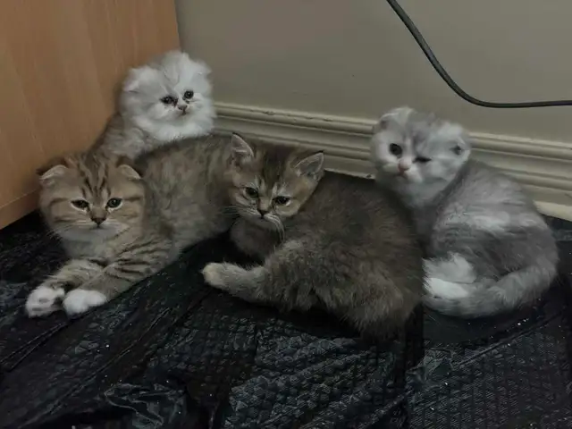 BritishShortHair Kittens