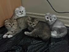 BritishShortHair Kittens