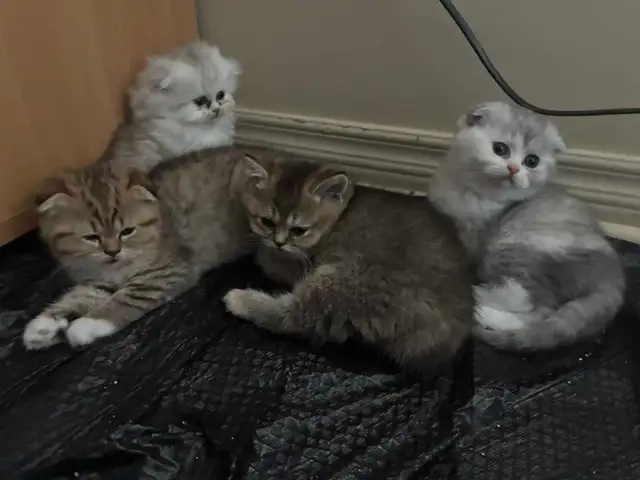 BritishShortHair Kittens - Photo 2