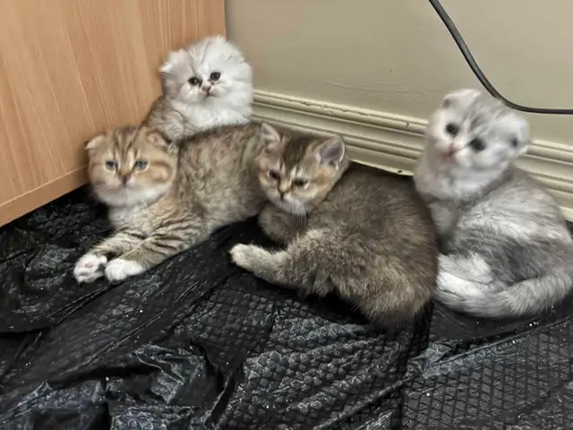 BritishShortHair Kittens - Photo 3