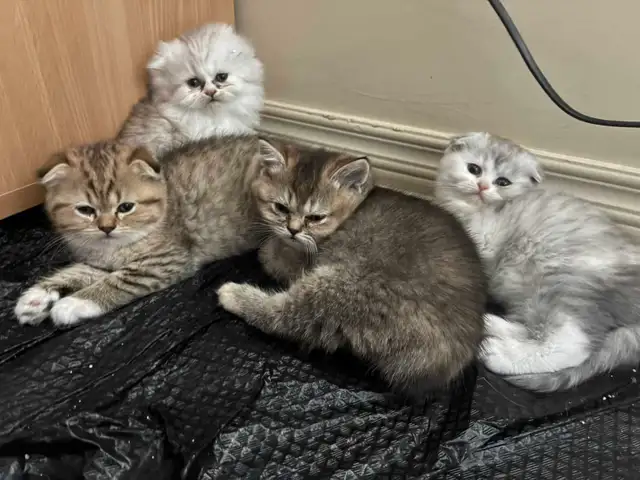 BritishShortHair Kittens - Photo 4