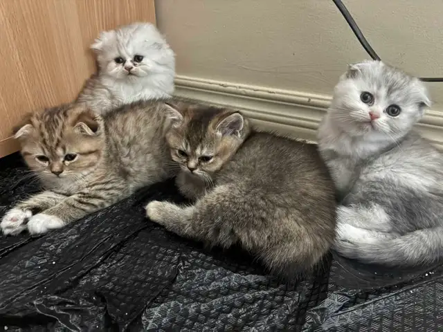 BritishShortHair Kittens - Photo 5