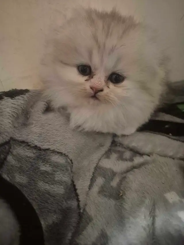 BritishShortHair Kittens - Photo 7