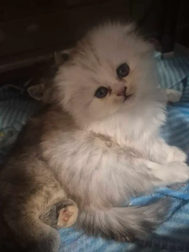 BritishShortHair Kittens - Photo 9