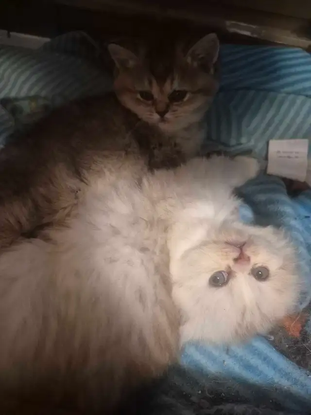 BritishShortHair Kittens - Photo 10