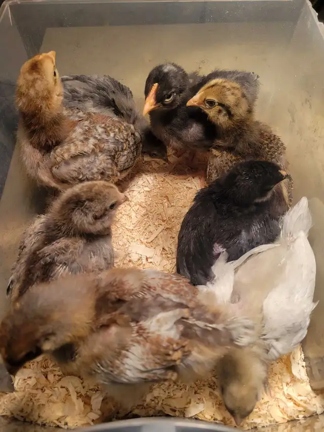 blue-green egg chick-poussin a oeufs bleu vert