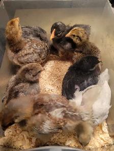 blue-green egg chick-poussin a oeufs bleu vert