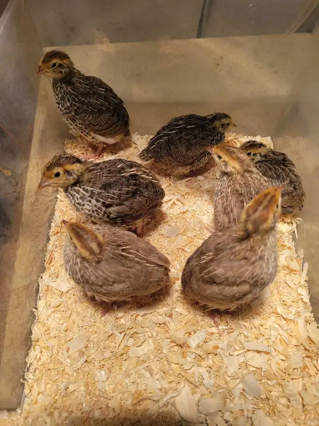 blue-green egg chick-poussin a oeufs bleu vert - Photo 2