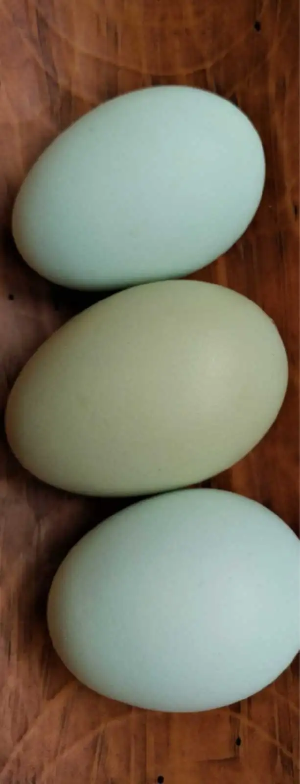 blue-green egg chick-poussin a oeufs bleu vert - Photo 3