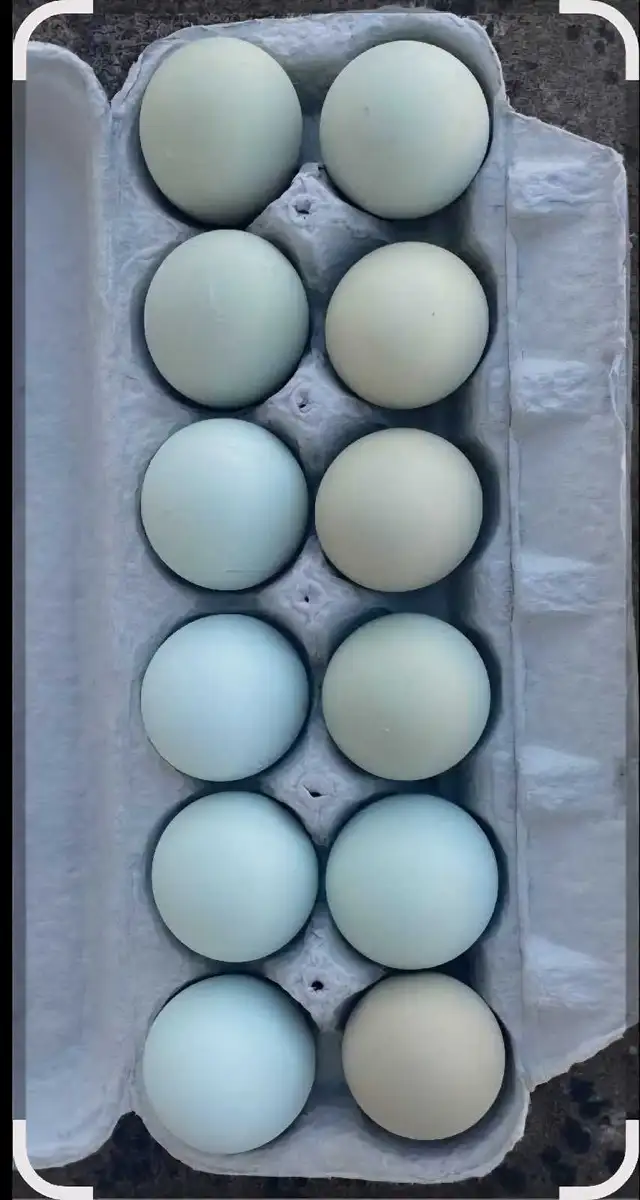 blue-green egg chick-poussin a oeufs bleu vert - Photo 4