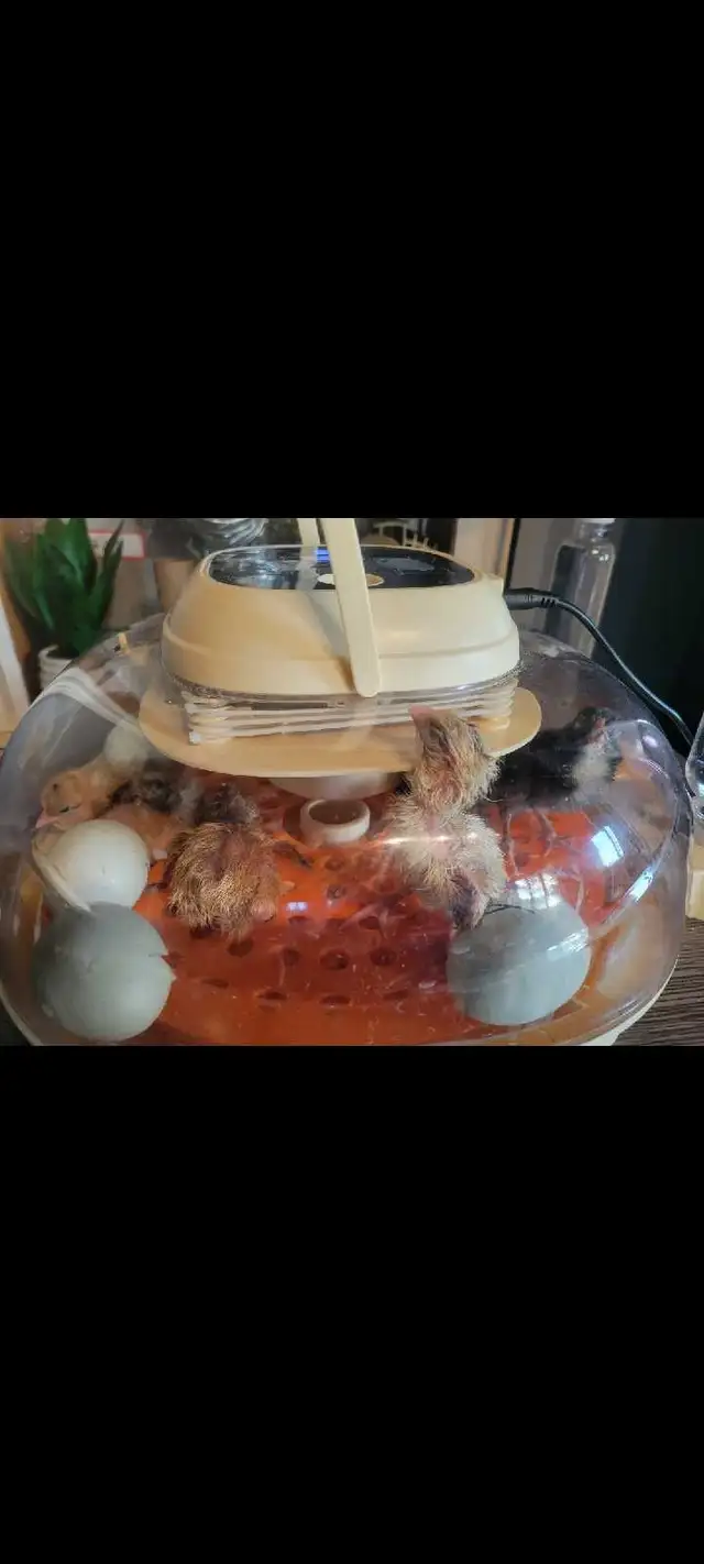 blue-green egg chick-poussin a oeufs bleu vert - Photo 5